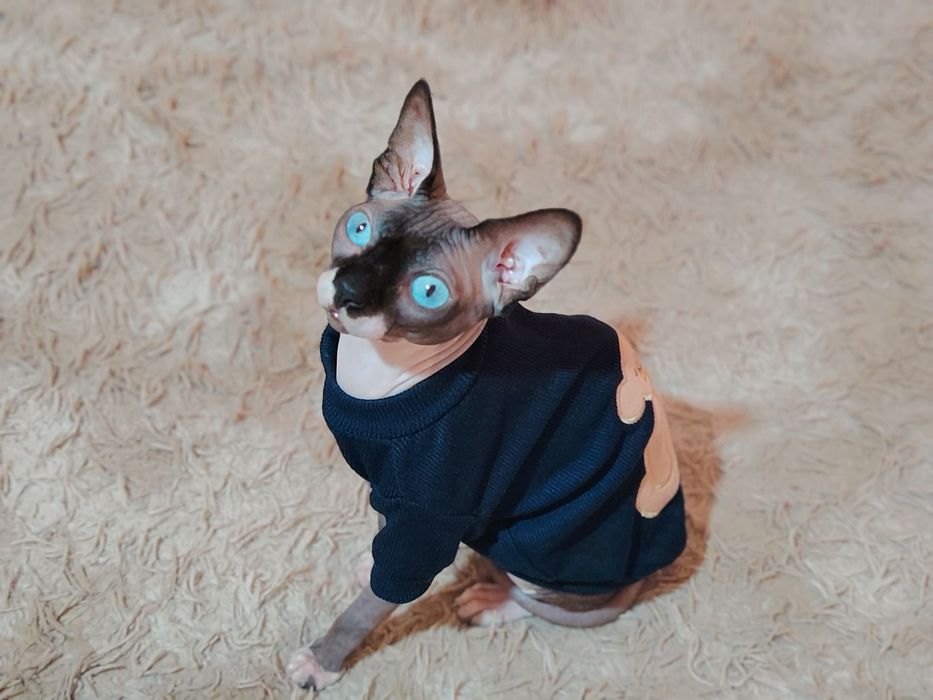 Канадский сфинкс приглашает на вязку