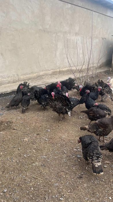 Ундюк кораздары сатылады!