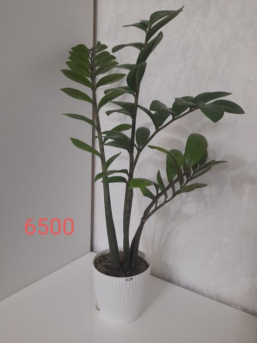 Продаются комнатные цветы