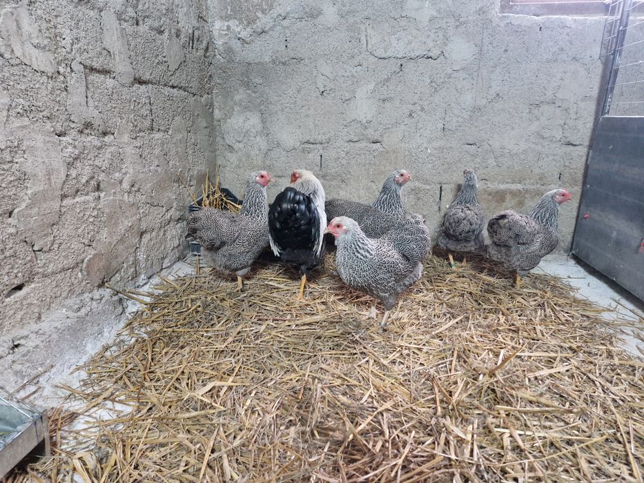 Wyandotte pitic argintiu cu benzi duble