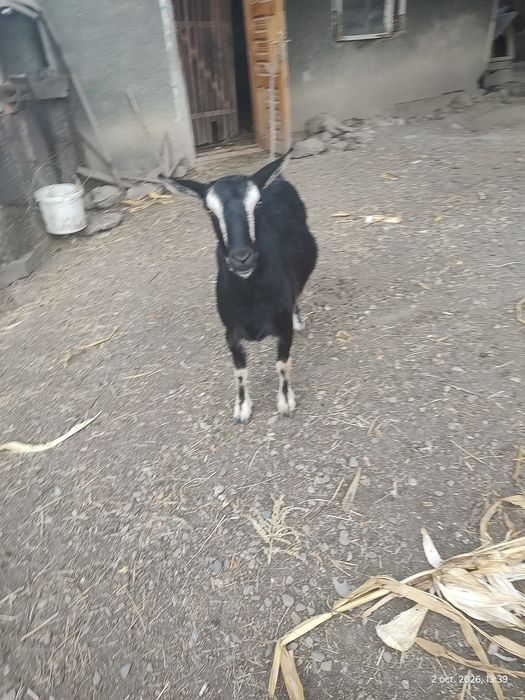 Vind capră de rasă !