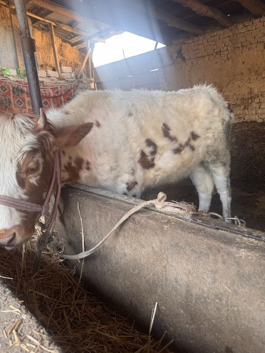 Gonajin sotiladi 2ta