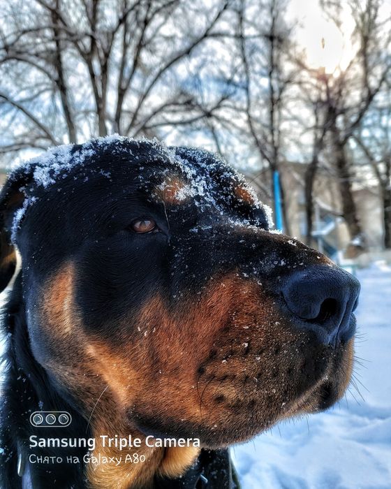 Ротвейлер для вязки