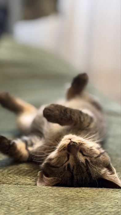 Котенок в поиске дома