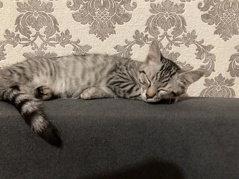 Котята по 2 месяца
