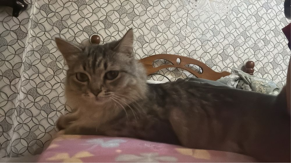 Отдам кошку, в хорошие, добрые руки.