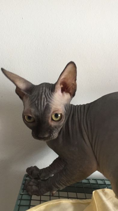 Pisici sphynx fara par