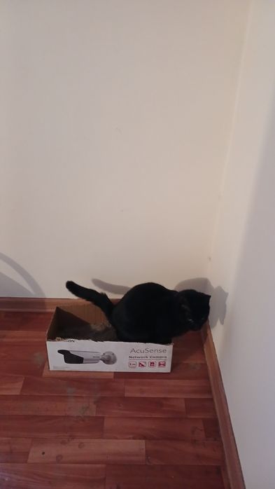 Отдам бесплатно кошечку