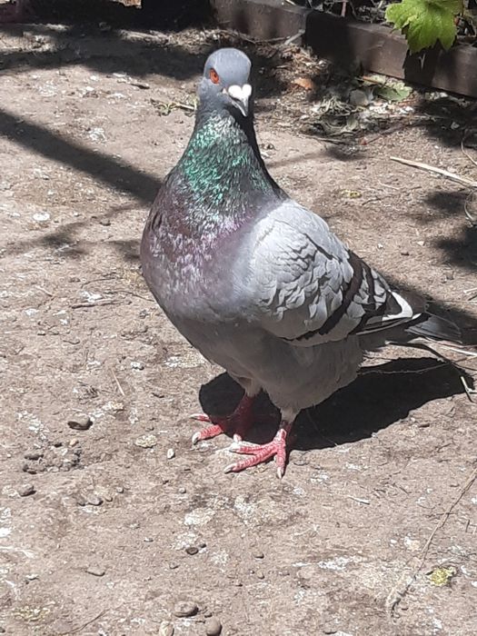 vand porumbei ( masculi)sau schimb cu femele.