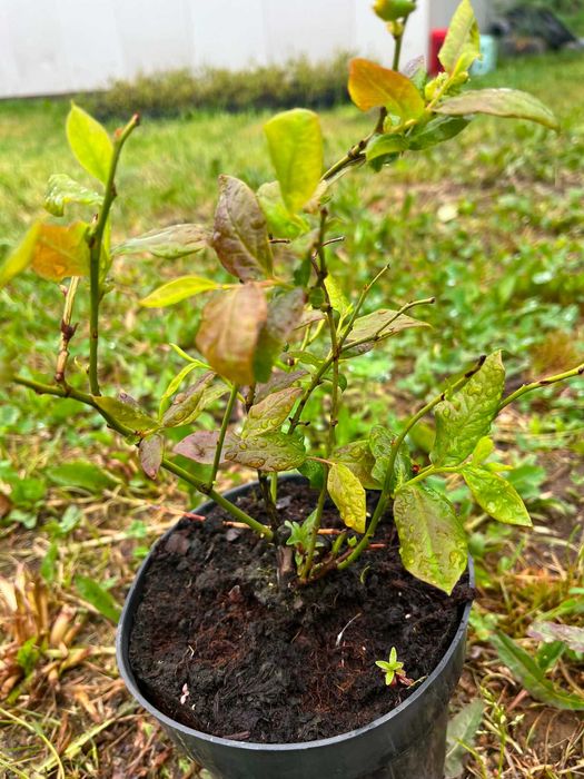 Plante de afin, plantele sunt in anul 2