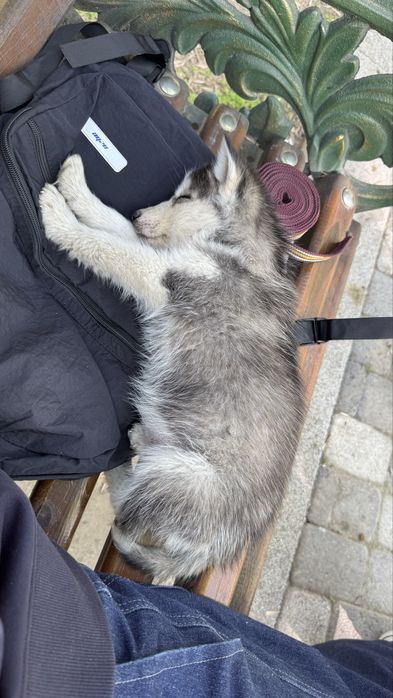 Собака хаский