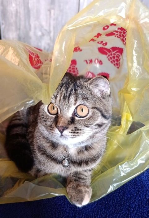 Отдам кошку в добрые руки