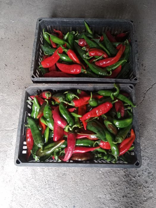 Продам горький перец