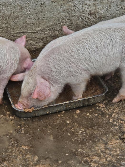 Бяла българка малки прасета