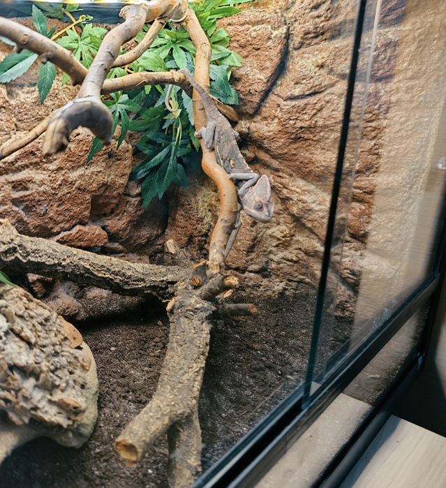 Cameleon si Terariu