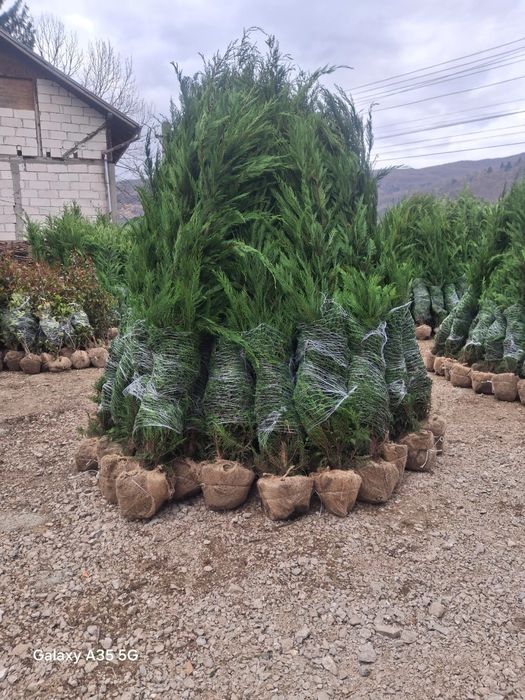 Vând tuia leylandii chiparos la oferta asiguram transport gratuit