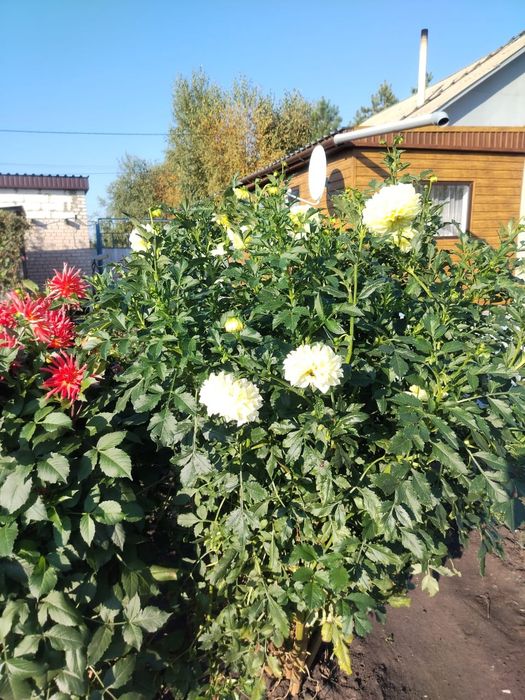 Продам георгины яркие, крупные