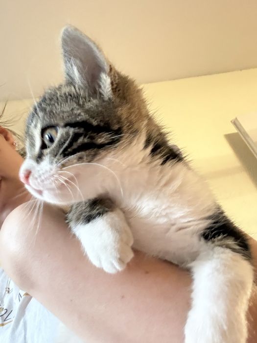 Подарявам коте/котета - мъжко и женско