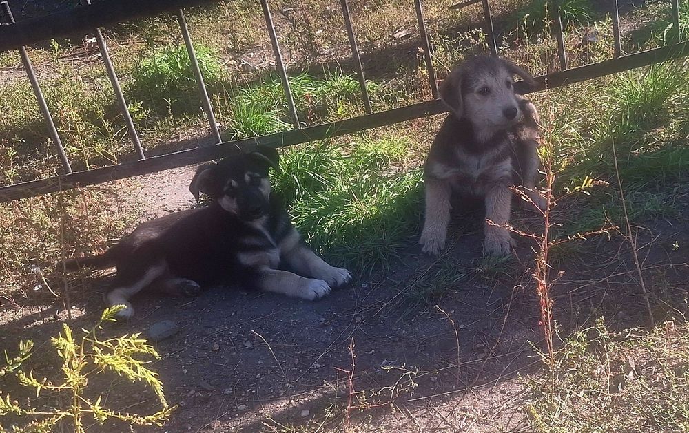 Щеночки в добрые руки