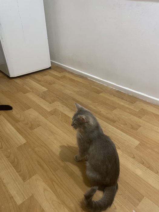 Отдам кошку бесплатно