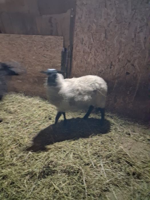 Vind mioara rasa Romanov