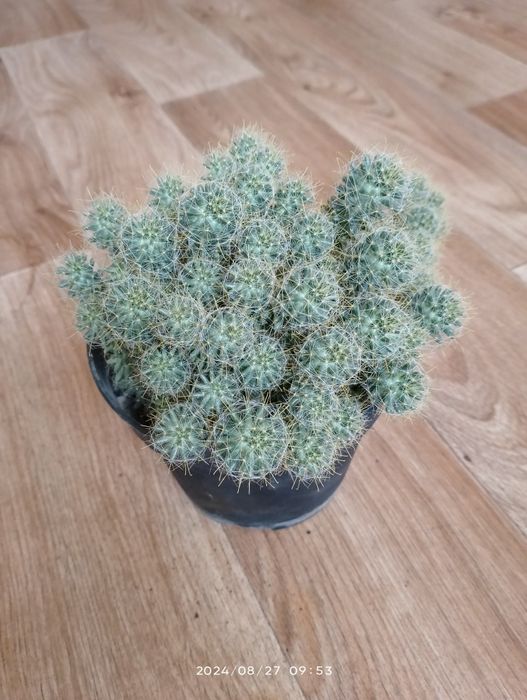 Кактус маммиллярия