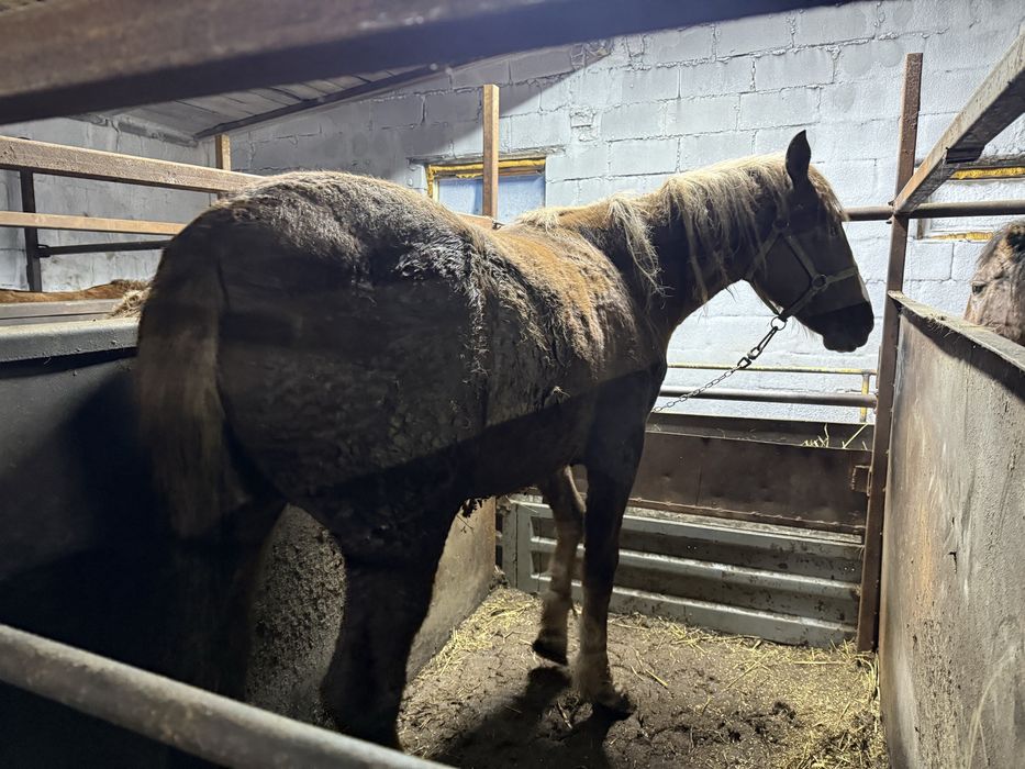Лошадь с откорма жирная