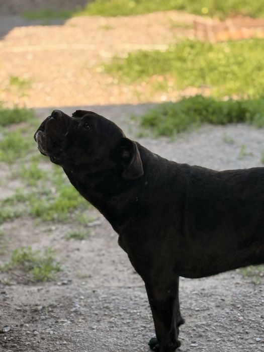 Итальянский Кане Корсо