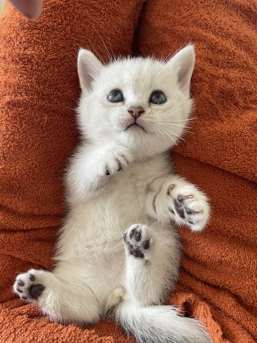 Serebristiya shinshilla srochna sotiladi