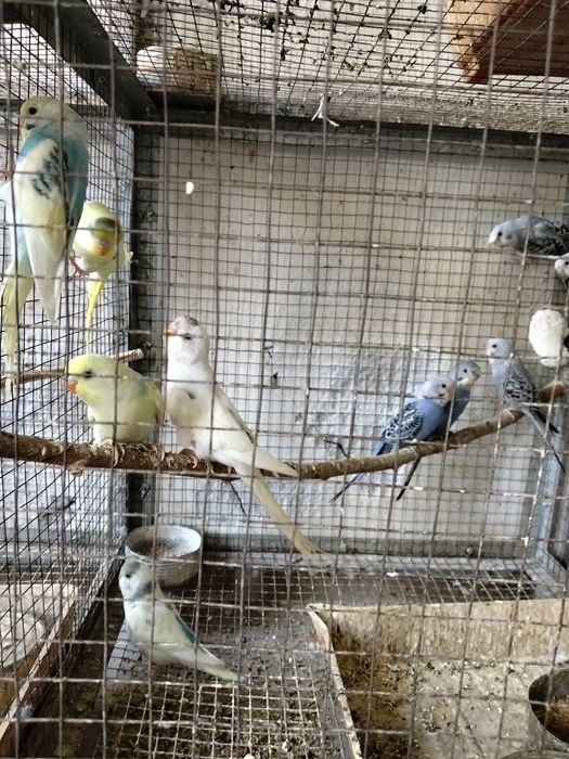 Продаются молодые и взрослые волнистые попугаи