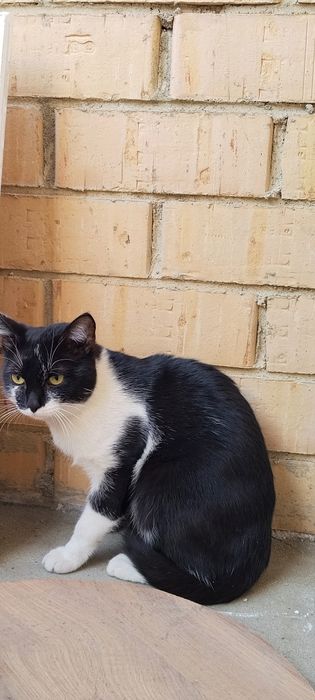 Продам кота, мальчик