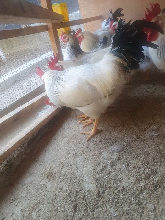 Adler serebro sotiladi