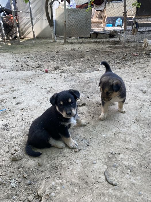 Продам щенка звонок