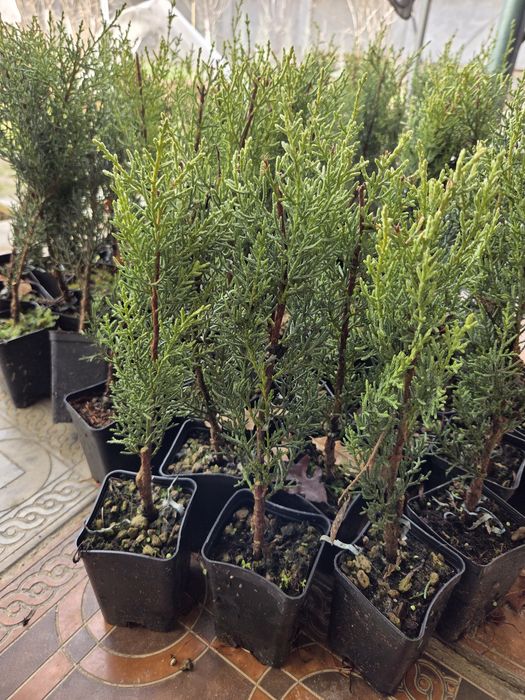 Kiparis arizonskiy koʻchatlari 25-30 sm