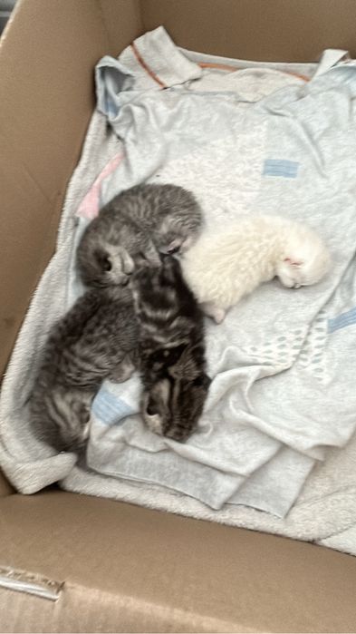 Шотландские котята