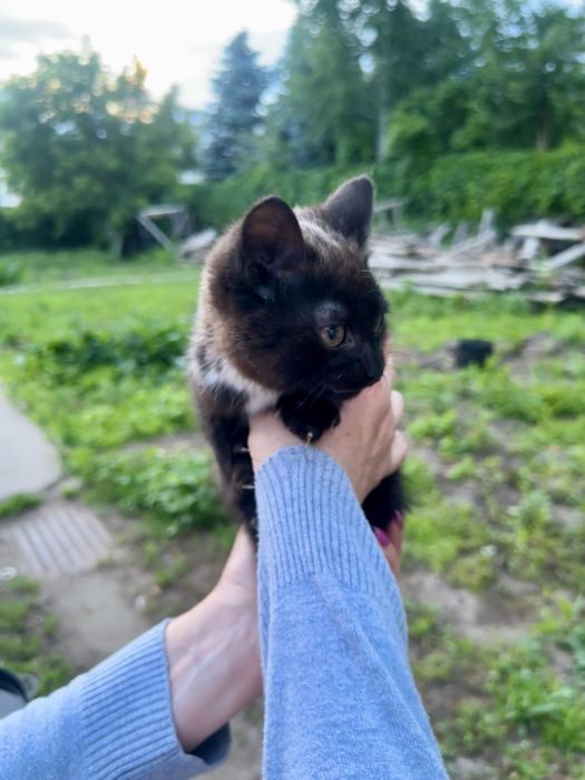 Котенок! Месяца 2-3