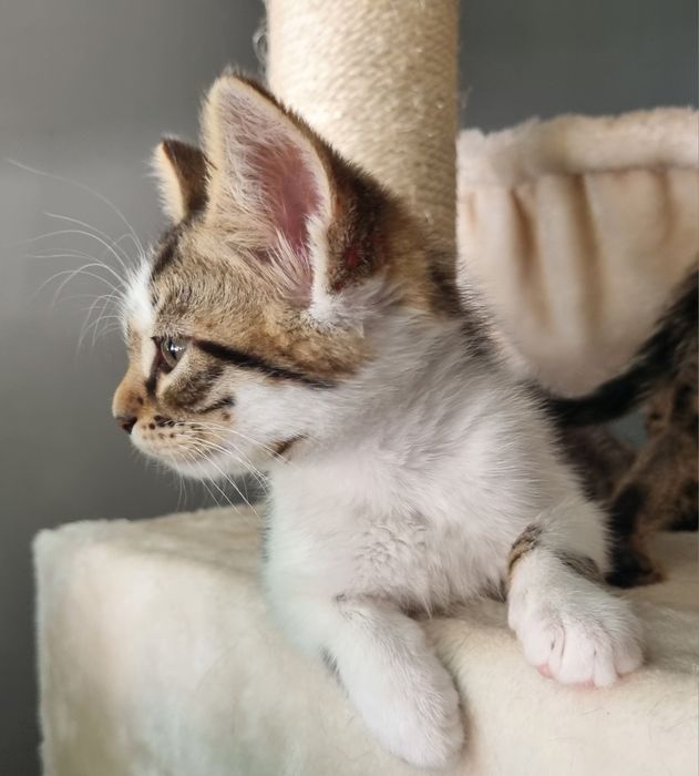 Подарявам малки котета!
