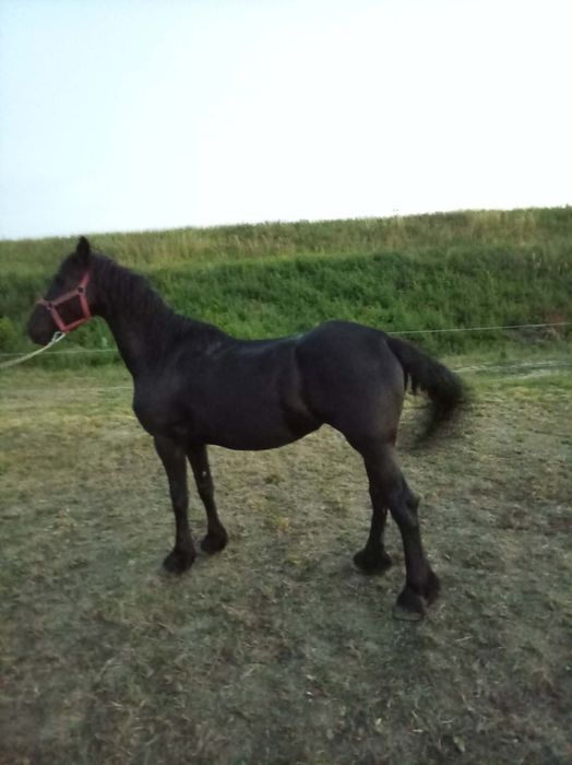 Iapa 5/ 6 ani  friesian frizian