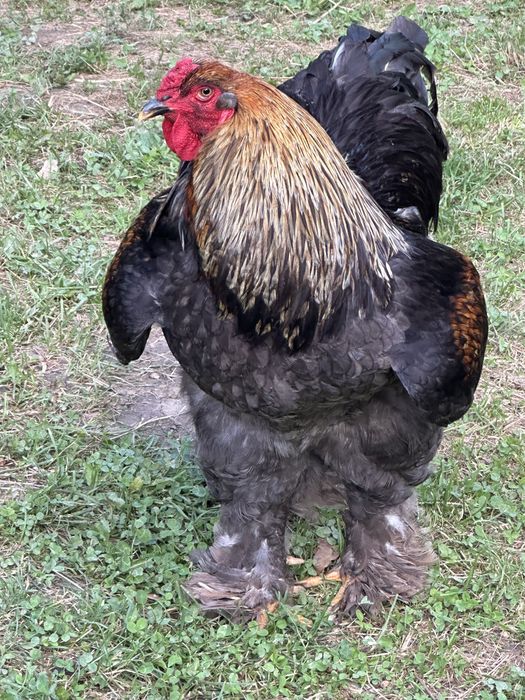 Covoși brahma de vanzare sau schimb cu o gaina