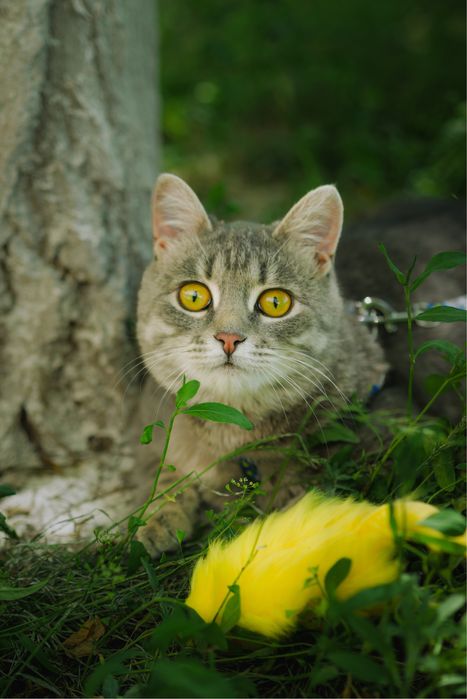 Кошка (8 мес) ищет дом