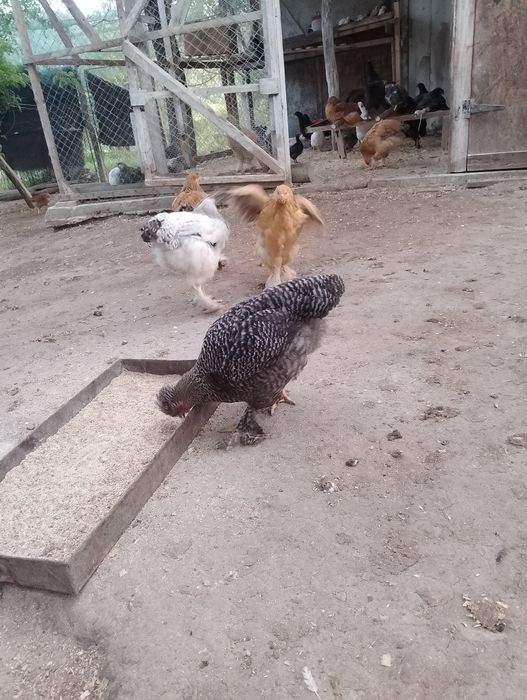 Puii Brahma , Moțată olandeză, și puii de găină de casă.