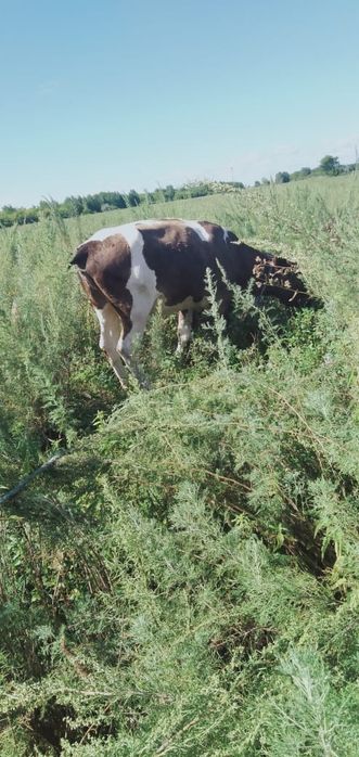 Продам КРС, торг уместен