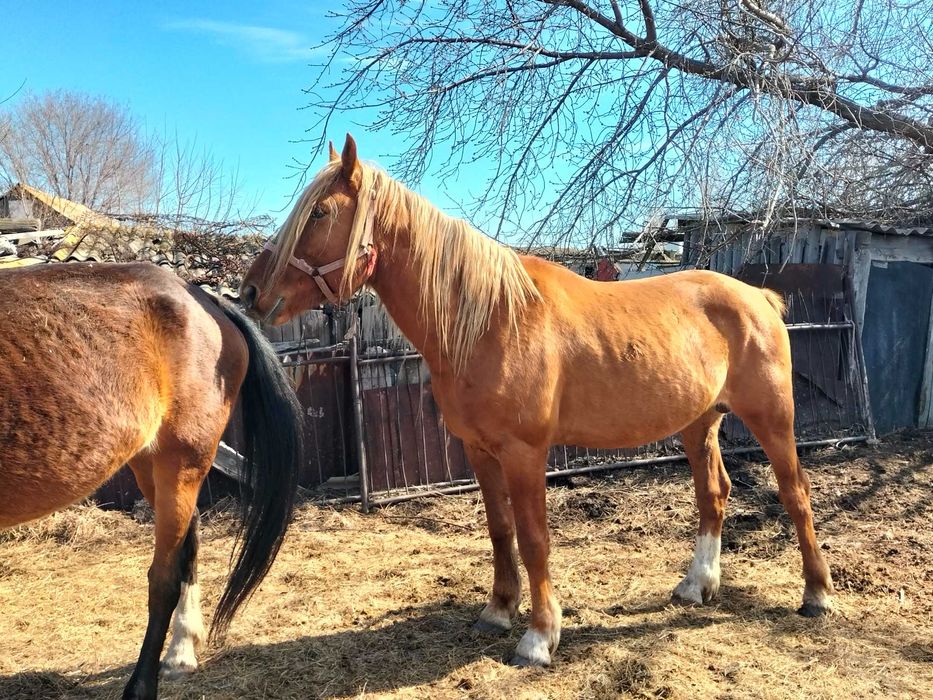 Продам жеребца и кобылу