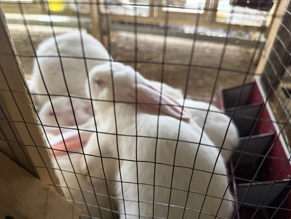 Куён quyon hikol