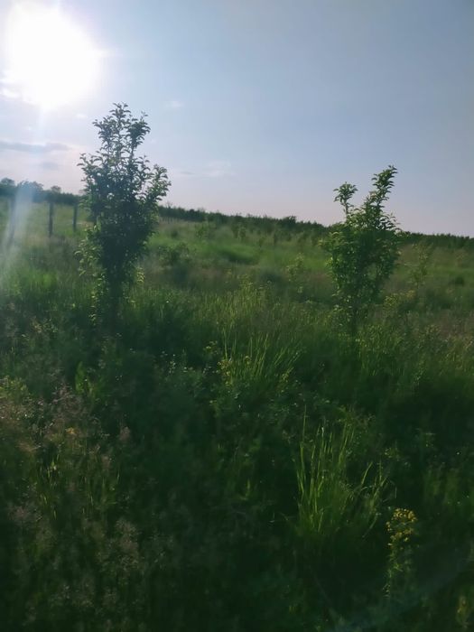 Продам молодой сад