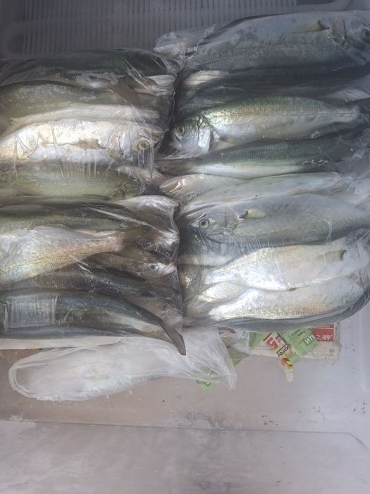 Паламуд чернокоп сафрид зарган и барбун