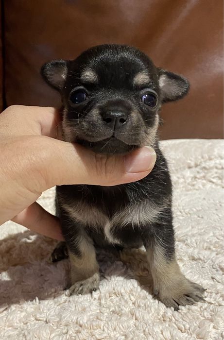 Чихуахуа, девочка длинношерстная