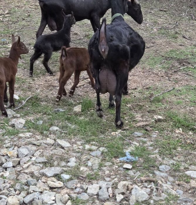 capra murciano  de vânzare
