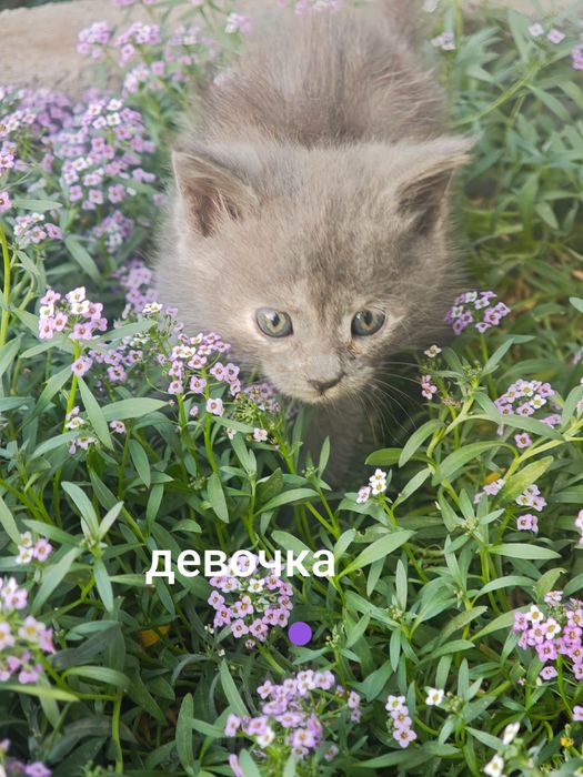 Отдам котят в хорошие руки!