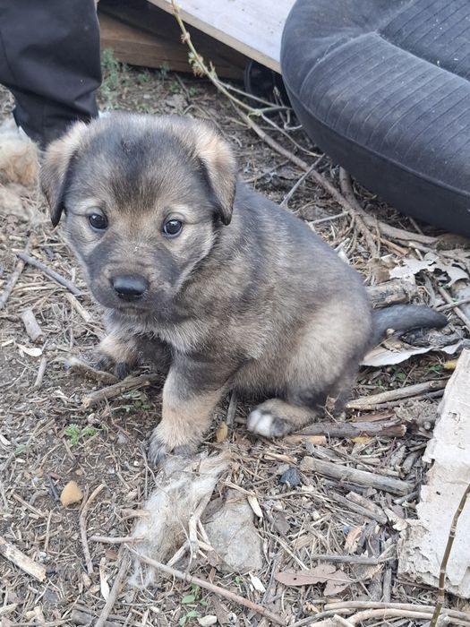 Отдаются 2 щенка в добрые руки